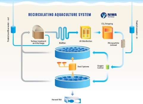 Recirculating Aquaculture Systems Earth Sciences New Zealand Niwa